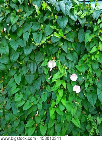 European Bindweed, Corn Lily, Convolvulus Arvensis Blooms On Garden