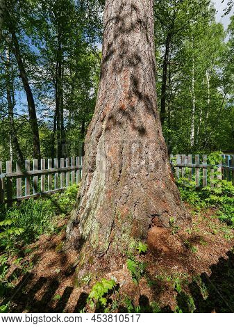 Southern Urals, Bashkortostan. Old-aged Larch Near The Kyzlar-birgan Village.