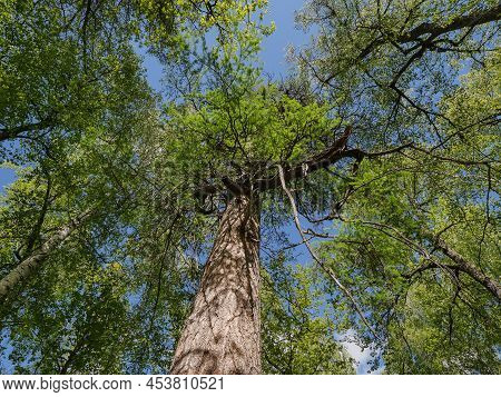 Southern Urals, Bashkortostan. Old-aged Larch Near The Kyzlar-birgan Village.