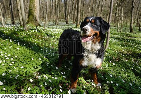 Zennenhund Dog In The Spring Forest, Surrounded By Forest Flowers.