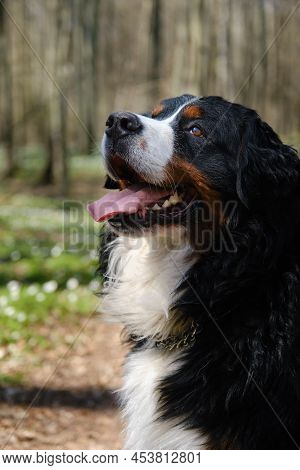 Zennenhund Dog In The Spring Forest, Surrounded By Forest Flowers.