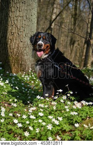 Zennenhund Dog In The Spring Forest, Surrounded By Forest Flowers.