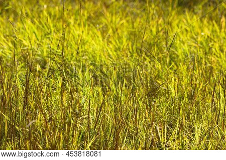 Close-up Of Black Speargrass With Selective Focus On Foreground