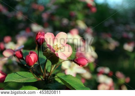 Flower And Buds Of Blooming Apple Tree Close-up. Photo Of Spring Blossom Of The Tree