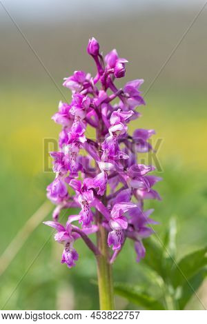 Close Up Of An Early Purple Orchid (orchis Mascula) Flower In Bloom
