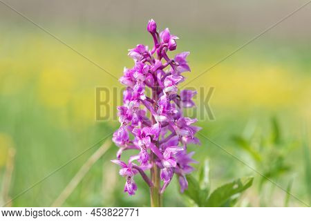 Close Up Of An Early Purple Orchid (orchis Mascula) Flower In Bloom