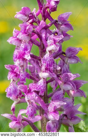 Close Up Of An Early Purple Orchid (orchis Mascula) Flower Covered In Dew Droplets