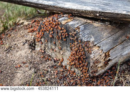 European Firebug Or Pyrrhocoris Apterus. Beetles With A Red-spotted Back Are Sitting On A Wooden Sti
