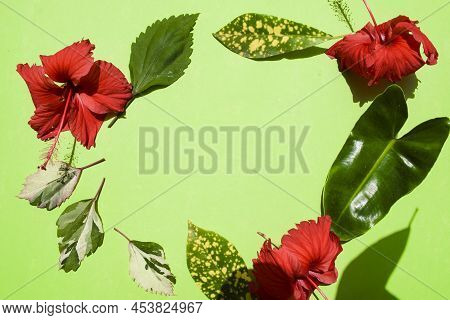 Flower Background With Blank Space To Write Text Font And Wishes. Green Backdrop Poster With Flora A
