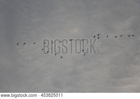 Wildlife Concept - V-shaped Flight Formation Of Birds Flying In Dull Sky