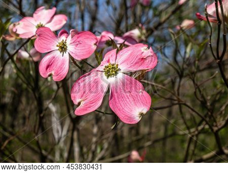 Pink Dogwood Flowers In Frick Park, A City Park In Pittsburgh, Pennsylvania, Usa On A Sunny Spring D