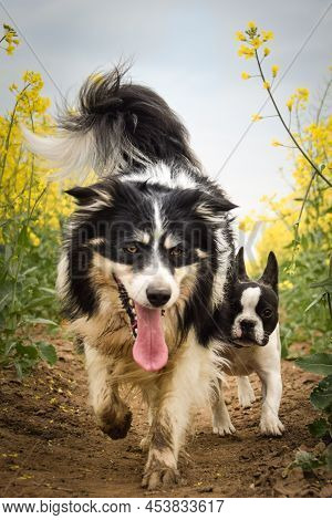 Puppy of french bulldog and border collie is running in yellow colza. He is running for his breader