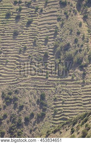 Slope With Abandoned Cultivation Terraces And Shrubs Of Juniperus Turbinata Canariensis. Vallehermos