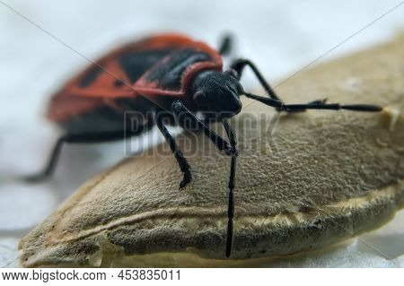 Red Bug Wingless Common Insect Close-up Macro Photography