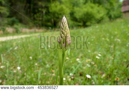 Pyramidal Orchid Bud (anacamptis Pyramidalis) Starting To Open Up Into A Flower