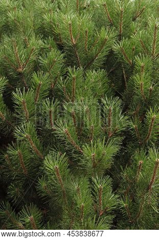 Plant Background. Undersized Pine Texture. Dense Pine Branches