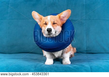Cute Doggy In Soft Protective Collar After Surgery Sits On Blue Sofa At Home. Welsh Corgi Pembroke W