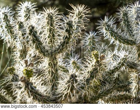 Sharp Prickly Cholla Cactus Growing In The Garden