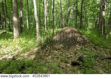 Colony Of Red Forest Ants. Big Anthill In The Forest.