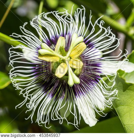 Passion Fruit Flower (passiflora Edulis) And On The Vine