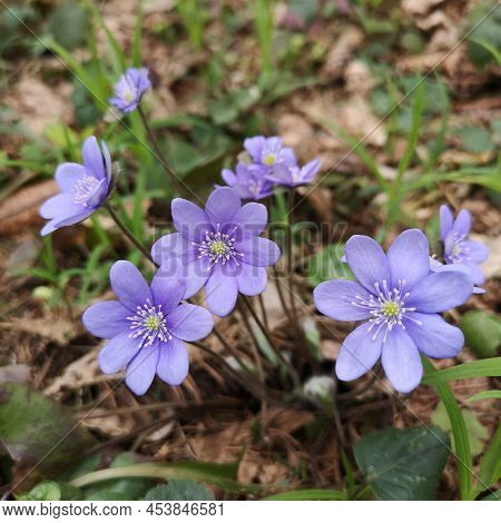 Purple Hepatice Flower  Liver-leaf Hepatica In The Forest