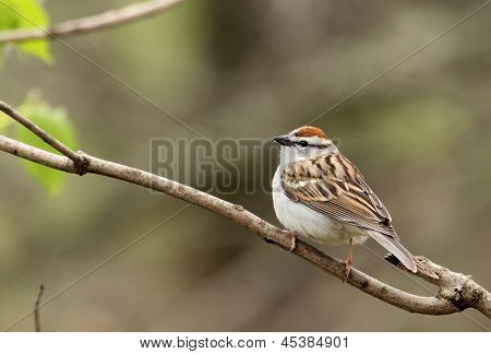 Schwirrammer, Spizella Passerina