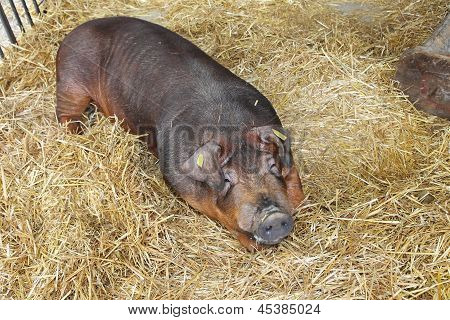 Cerdo