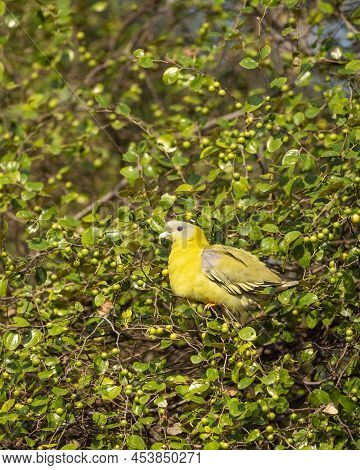 Yellow Footed Green Pigeon Or Yellow Legged Green Pigeon Bird On Jujube Or Ber Fruit Tree At Rantham