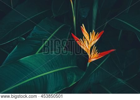 Red Flower And Green Leaves Abstract Background. Nature And Environmnet Concept.