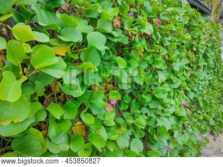 Sea Morning Glory Trees On The Beach Can Provide Treatment For Jellyfish Venom.