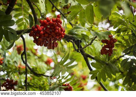 A Branches Of Rowan With Red Berries. Autumn And Natural Background. Autumn Banner With Rowan Berrie