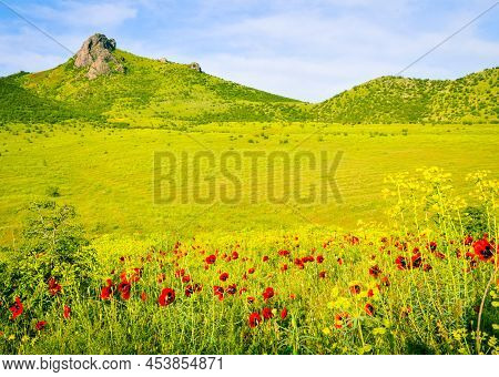 Beautiful Panoramic Nature View Poppy Field With Greenery In Marneuli. Georgia Spring Travel Destina