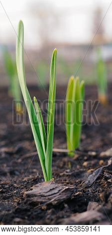 Garlic Sprouts Sprouting From The Soil. Vertical Stories Illustration. Spring And The New Agricultur