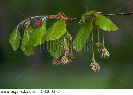 Beech Tree (fagus Sylvatica) With Young Leaves And Hanging Hairy Male Flowers In Spring, Dark Green 