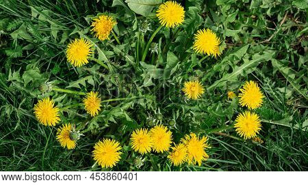 Yellow Dandelion Flowers With Green Leaves Blurred Background
