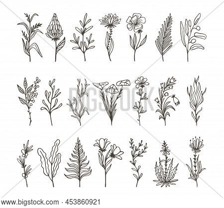 Simple Floral Branches. Sketch Flourish Botanical Plants, Flower And Leaf Of Wild Nature. Minimal Gr