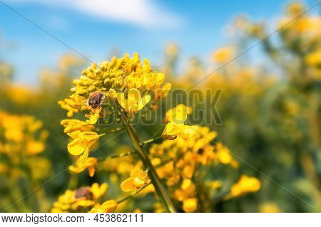 Tropinota Hirta Or Hairy Rose Beetle On Rapeseed Blooming Crops, Selective Focus