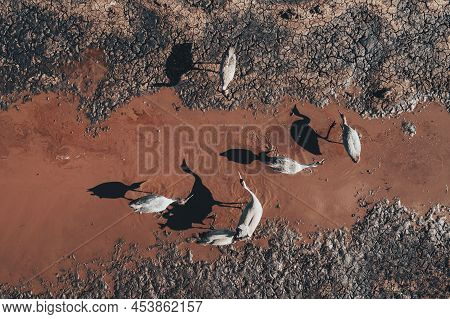 Flock Of Common Crane (grus Grus) Birds Resting Near The Pond During Springtime Migration, Aerial Sh