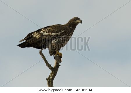 Nieletnich biały Tailed Eagle na drzewie
