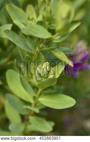 Myrtle-leaf Milkwort Flower Buds In The Garden