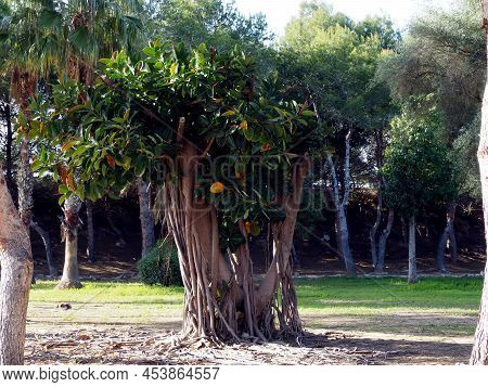 Ficus Rubbery (ficus Elastica) In A City Park Against The Backdrop Of Green Grass