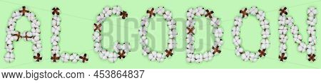 Word Algodon From Spanish Language Means Cotton, Made Of Cotton Flowers. Concept Of Organic Raw Mate