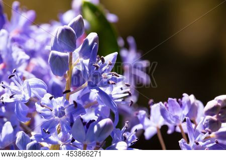 Fresh Blue Bluebell In The Sunny Glow In Close-up. Blue Snowdrop. Scilla. Beauty And Magic. Prolesok
