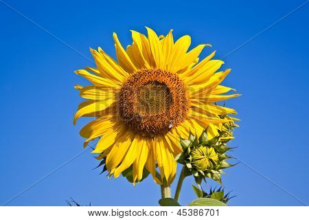 Zonnebloemen In het veld