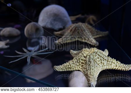 Close-up, Starfish On A Dark Background In The Aquarium.