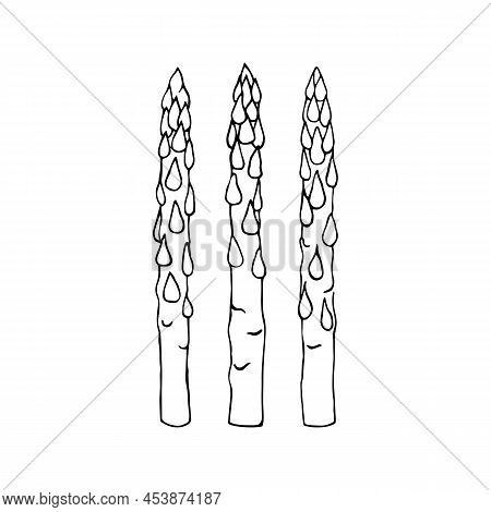 Asparagus Hand Drawn Sketch Vector Doodle Illustration. Sparrowgrass Vegetables Healthy Food Clipart