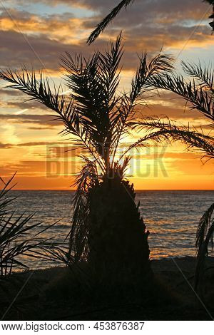 Palm Trees In The Sunset In Almunecar, Spain