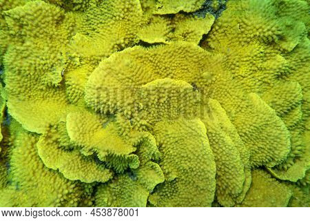 Colorful, Picturesque Coral Reef At The Bottom Of Tropical Sea, Yellow Salad Coral (turbinaria Mesen
