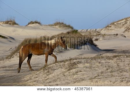 Dzikie konie pasą się w chronionych północnym krańcu Outer Banks w Corolla w Karolinie Północnej