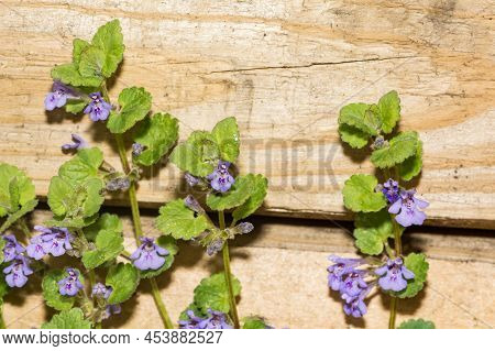 Ground Ivy Growing In The Garden In New England.